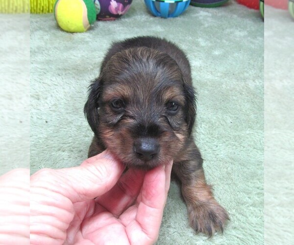 Medium Photo #6 Dachshund Puppy For Sale in RATTAN, OK, USA