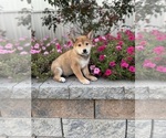 Small #2 Shiba Inu