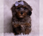 Small #3 Poodle (Miniature)