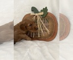 Small Photo #13 Goldendoodle Puppy For Sale in MODESTO, CA, USA