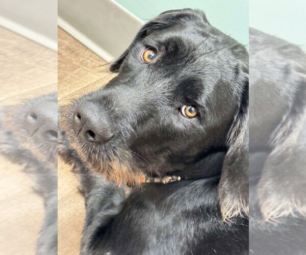 Medium Photo #3 Boxer-Unknown Mix Puppy For Sale in Bullard, TX, USA