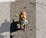 Small #10 American Pit Bull Terrier Mix