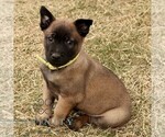 Small #3 Belgian Malinois