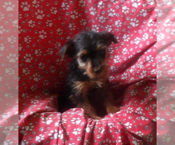 Medium Photo #4 Yorkshire Terrier Puppy For Sale in PATERSON, NJ, USA