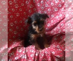 Small #3 Yorkshire Terrier