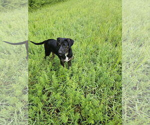 Labrador Retriever-Unknown Mix Dogs for adoption in Thomasville, NC, USA
