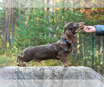Small #4 Dachshund