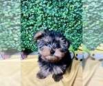 Puppy Caesar Yorkshire Terrier