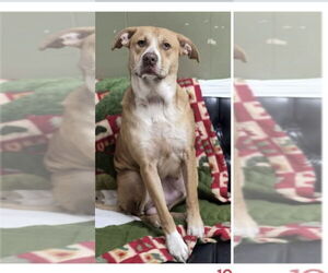 Labrador Retriever Dogs for adoption in Columbus, IN, USA