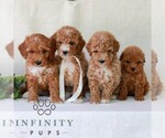 Small #3 Goldendoodle (Miniature)