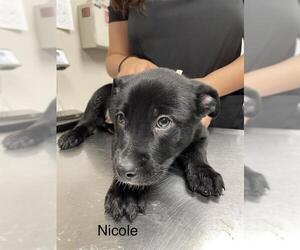 Labrador Retriever Dogs for adoption in Sugar Land, TX, USA