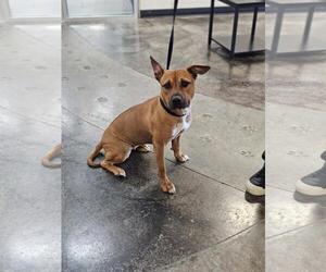 Mutt Dogs for adoption in Rockwall, TX, USA
