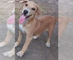 Beth - Female American Pit Bull Terrier-Unknown Mix Dog for Adoption - Photo #13