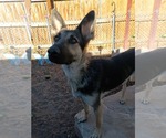 Small #3 German Shepherd Dog Mix