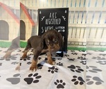 Puppy 1 Bloodhound