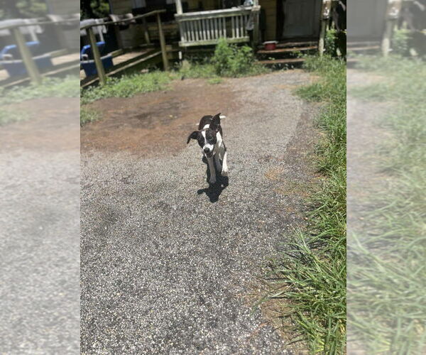 Medium Photo #1 Mutt Puppy For Sale in FRAMINGHAM, MA, USA