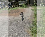 Small Mutt