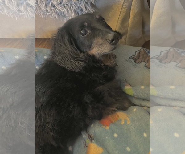 Medium Photo #1 Dachshund Puppy For Sale in Fruitland, SC, USA