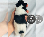 Small #1 Schnauzer (Miniature)