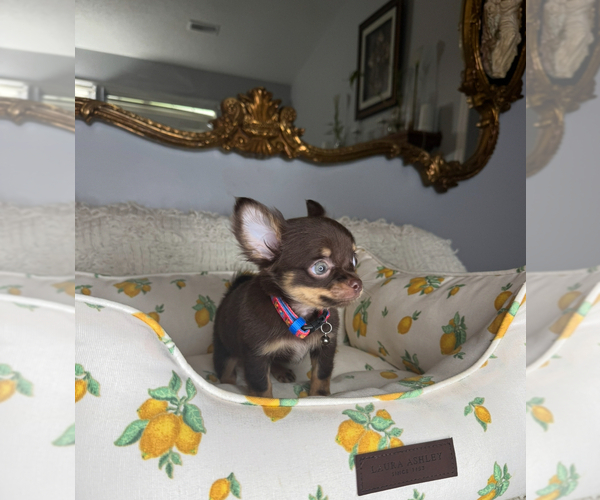 Medium Photo #8 Chihuahua Puppy For Sale in CHARLOTTE, NC, USA