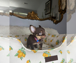 Small #7 Chihuahua