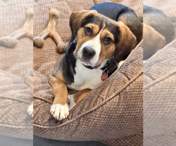 Medium Photo #2 Beagle-Unknown Mix Puppy For Sale in Springdale, PA, USA