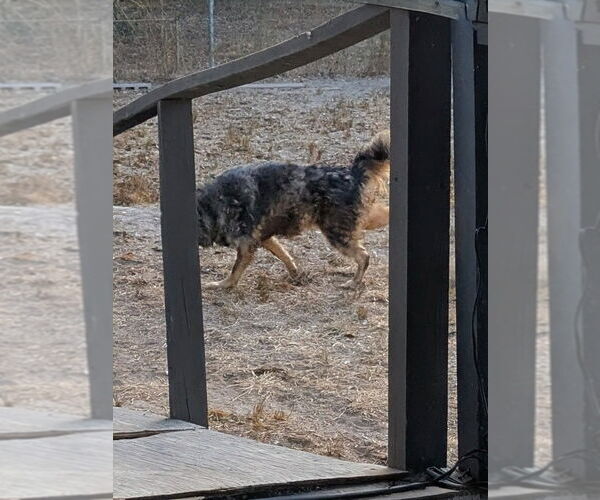 Medium Photo #1 German Shepherd Dog-Unknown Mix Puppy For Sale in Orange Grove, TX, USA