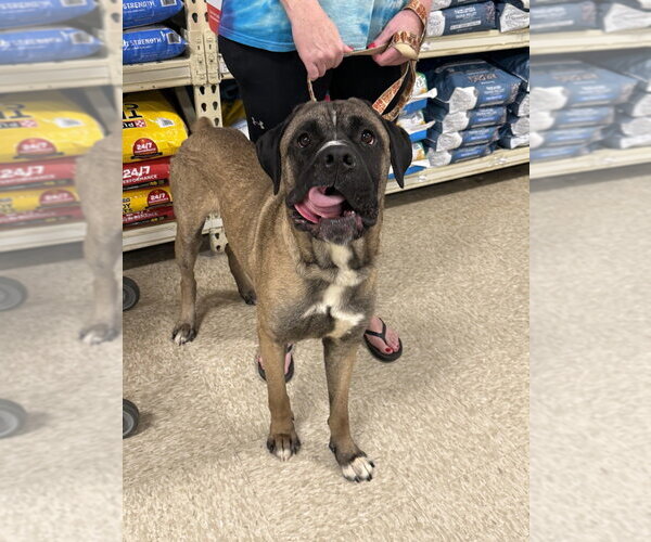 Medium Photo #20 Mastiff-Unknown Mix Puppy For Sale in Wenonah, NJ, USA