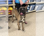 Small #19 Mastiff Mix
