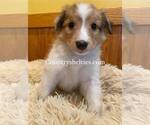 Image preview for Ad Listing. Nickname: Sable Merle 2
