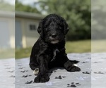 Small Photo #3 Goldendoodle Puppy For Sale in HOWARD CITY, MI, USA