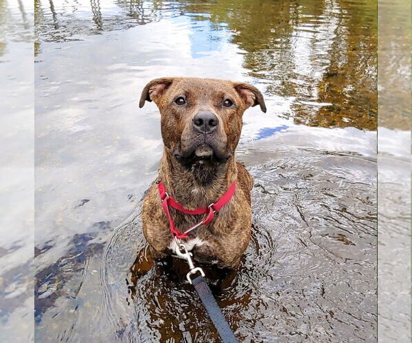 Medium Photo #23 Mutt Puppy For Sale in Canton, CT, USA
