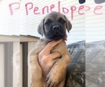 Small Photo #4 Mastiff Puppy For Sale in WELLSTON, OK, USA