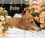 Small Photo #1 Golden Retriever Puppy For Sale in LOYAL, WI, USA