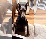 Small #12 Doberman Pinscher