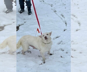 Siberian Husky-Unknown Mix Dogs for adoption in Aurora, IN, USA