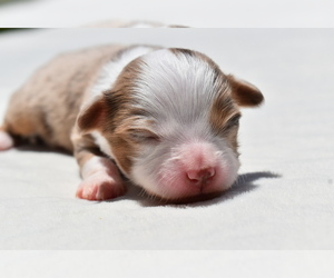 Miniature Australian Shepherd Puppy for sale in PALM COAST, FL, USA