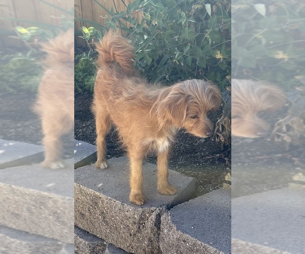 Medium Photo #1 Yoranian Puppy For Sale in RENO, NV, USA