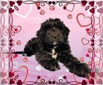 Small Photo #45 Bernedoodle (Miniature) Puppy For Sale in PEYTON, CO, USA