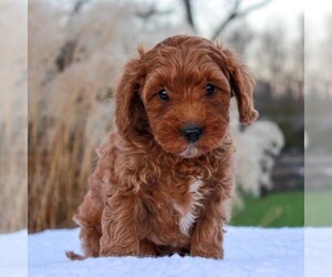 Goldendoodle-Poodle (Miniature) Mix Puppy for sale in NARVON, PA, USA