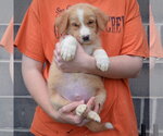 Small #2 Golden Shepherd