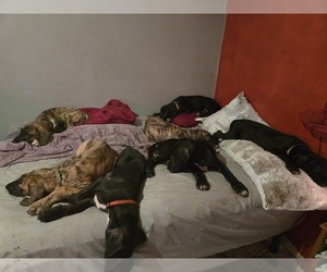 Great Dane Puppy for sale in CANTON, OH, USA
