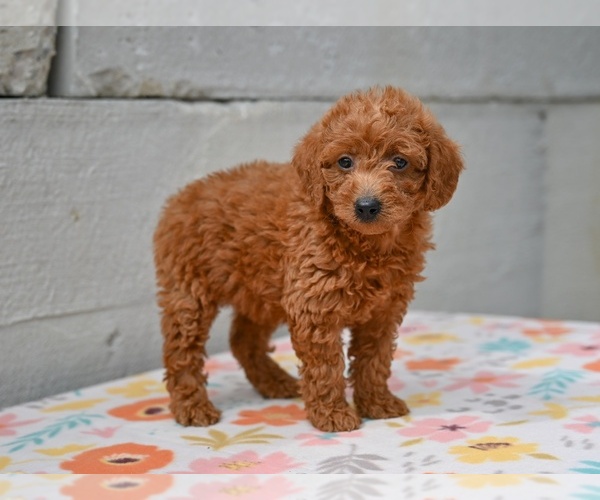 Medium Photo #3 Poodle (Miniature) Puppy For Sale in MILLERSBURG, OH, USA