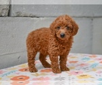 Small #2 Poodle (Miniature)