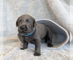 Labrador Retriever Puppy for sale in PALMYRA, VA, USA