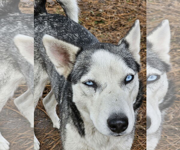 Medium Photo #6 Siberian Husky Puppy For Sale in Severn, MD, USA