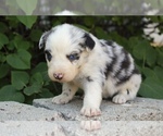Small Photo #13 Australian Shepherd Puppy For Sale in ACTON, CA, USA