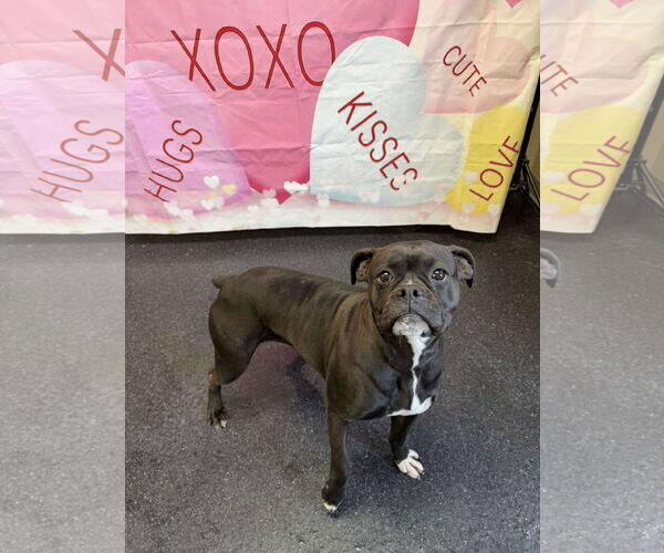 Medium Photo #2 Boxer Puppy For Sale in Dumont, NJ, USA
