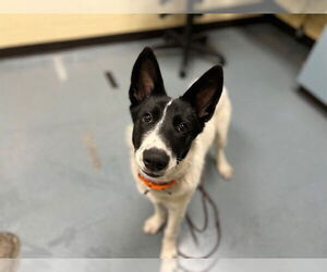 Border Collie Dogs for adoption in Denver, CO, USA