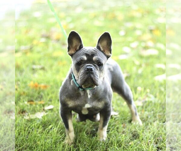 Medium Photo #1 French Bulldog Puppy For Sale in EPHRATA, PA, USA